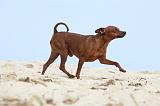 PINSCHER NAIN 031